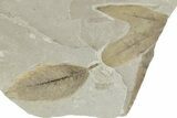 Fossil Leaf Plate - Green River Formation, Utah #218285-1